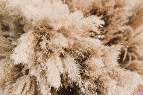 Free Detailed close-up of soft, textured dried pampas grass with rich natural colors. Stock Photo
