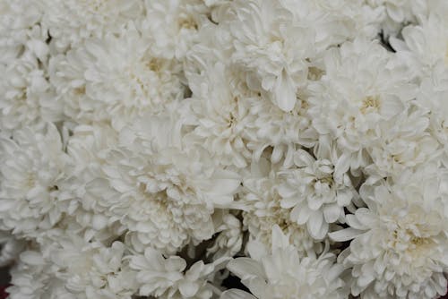 Bunga Putih Di Lensa Makro