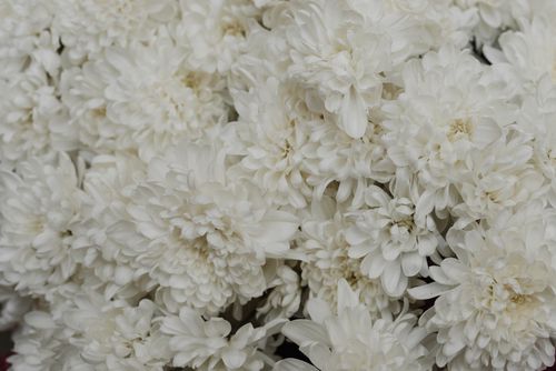 Free Delight in the soft elegance of blooming white chrysanthemums captured in close-up. Stock Photo