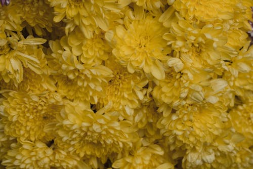 꽃 사진, 노란 꽃, 식물군의 무료 스톡 사진
