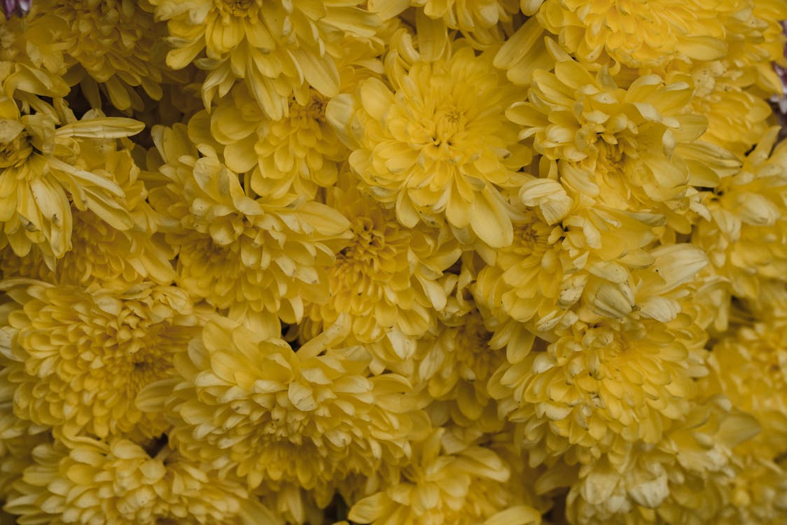 Imagine de stoc gratuită din a închide, crizanteme, floare