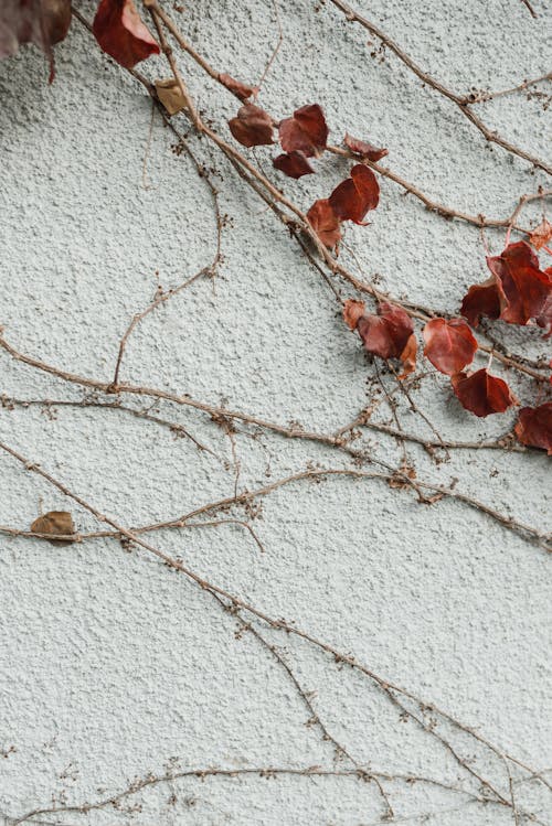 Vine Plants on the Wall