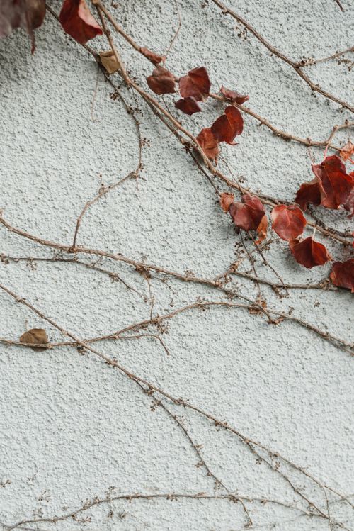 Free A vertical shot of climbing vines with autumn leaves against a white textured concrete wall. Stock Photo