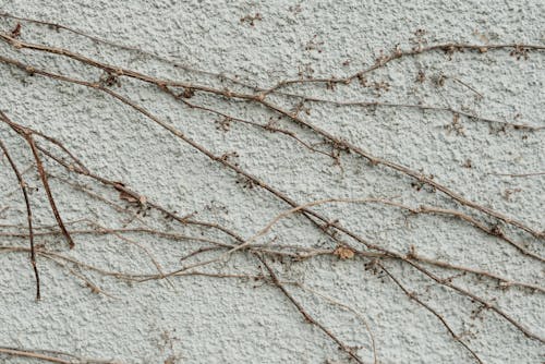 Dried Plants on the White Wall