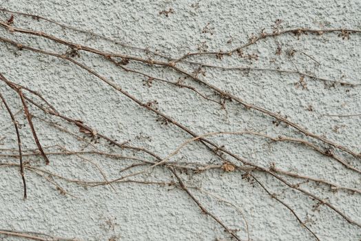 Dried Plants on the White Wall