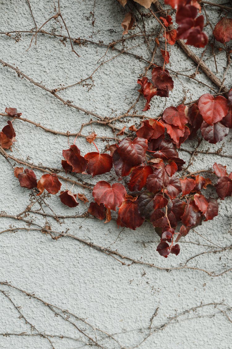 Wall Creeper With Red Autumnal Leaves