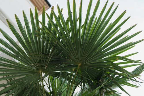 Low Angle Shot of a Fan Palm