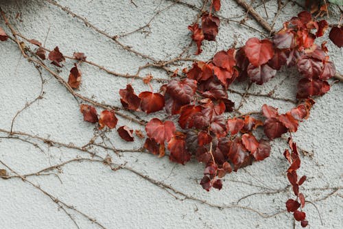 Красные листья на белой бетонной стене