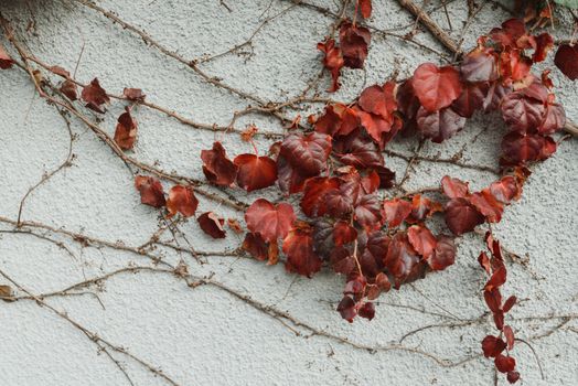 A Vine with Red Leaves on White Concrete Wall