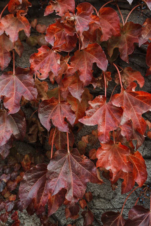 Gratis Foto stok gratis daun musim gugur, Daun-daun, merapatkan Foto Stok
