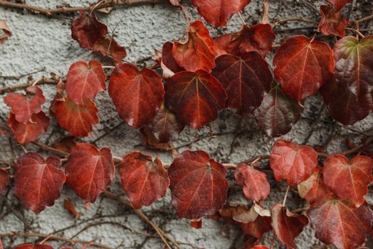 Close up of Red Creeper Leaves on a Gray Wall
