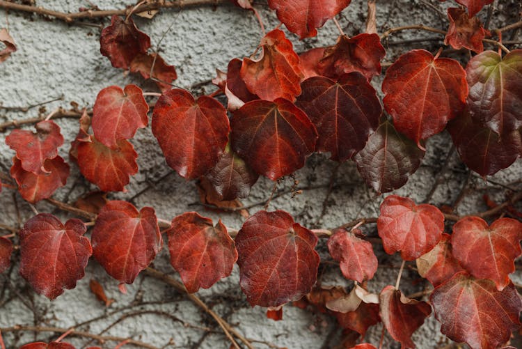 Close Up Of Red Creeper Leaves On A Gray Wall