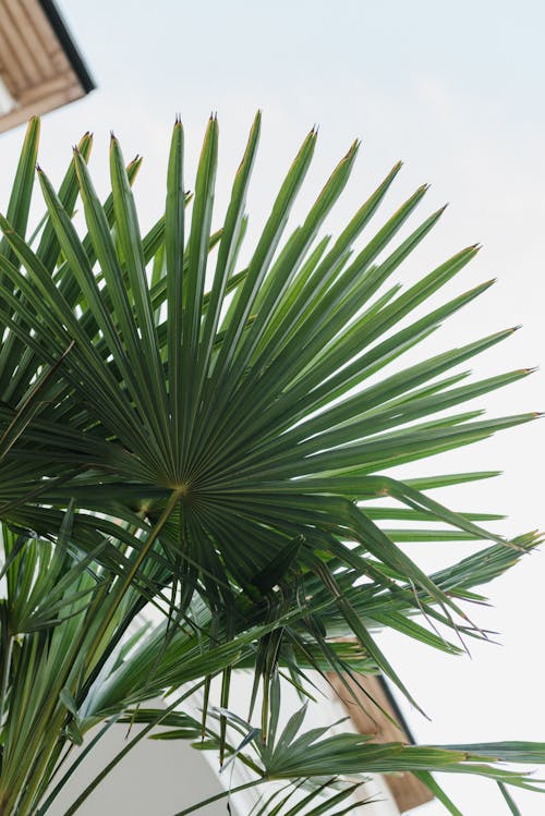 Photo of Palm Leaves