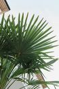 Free stock photo of botanical, bright, ecology