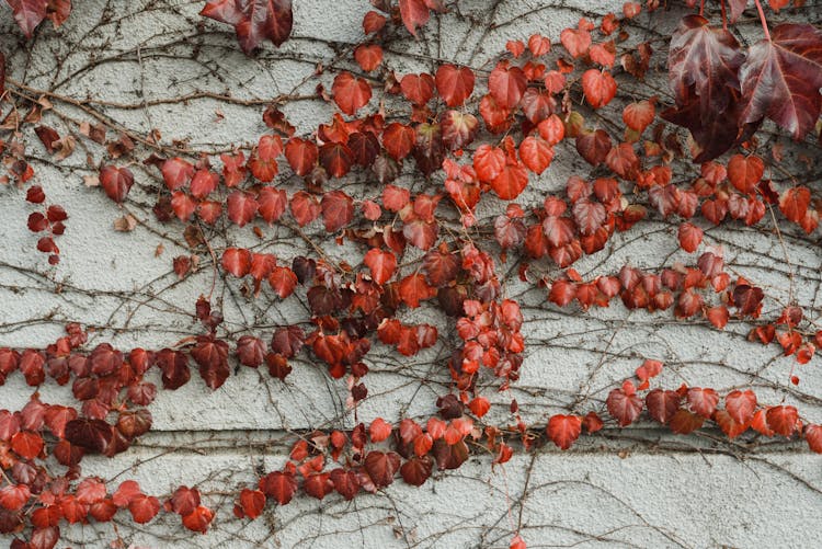 Red Creeper Plant On A Wall