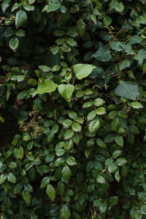 Free Close-up of dense green ivy leaves providing rich greenery texture. Stock Photo