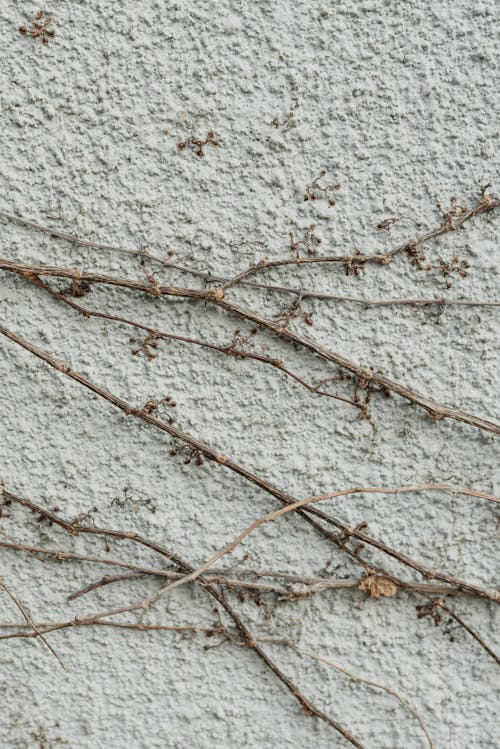 Dried Vine Plants on White Wall
