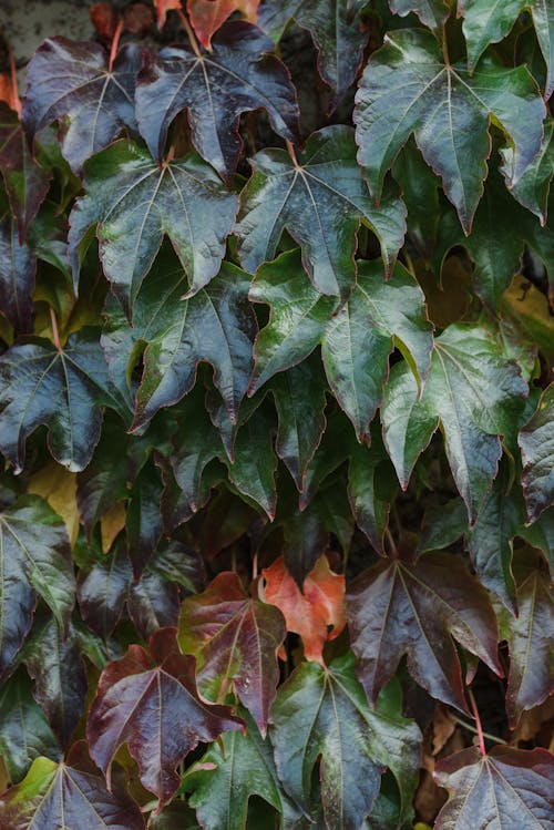 Planta De Folhas Verdes