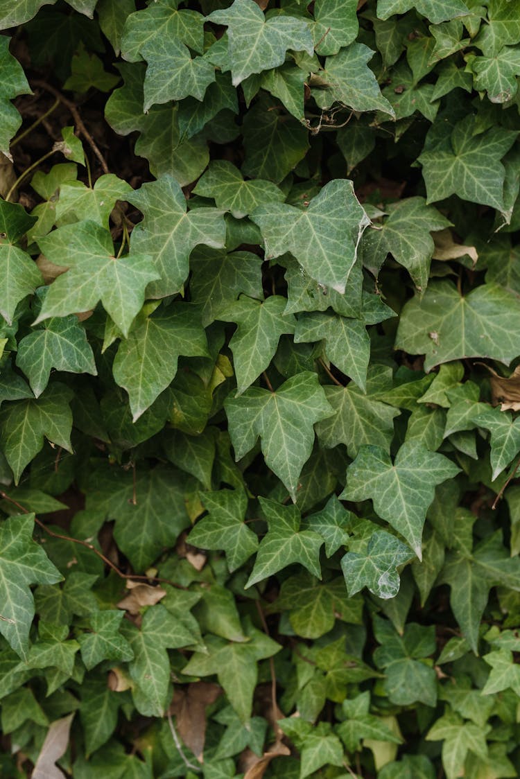 Photo Of Green Vine Leaves