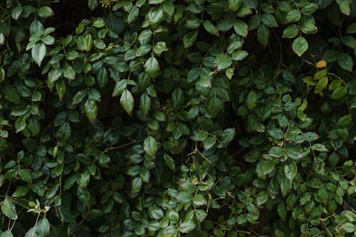 Dark Green Leaves of a Vine Plant