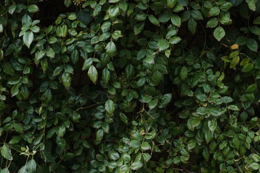 Vibrant green foliage with dense leaves creating a natural background texture.