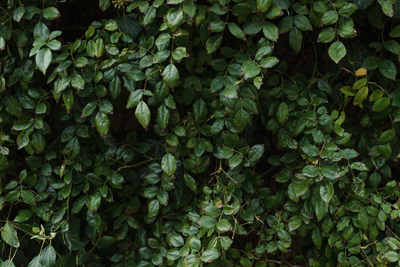 vibrant green foliage with dense leaves creating a natural background
