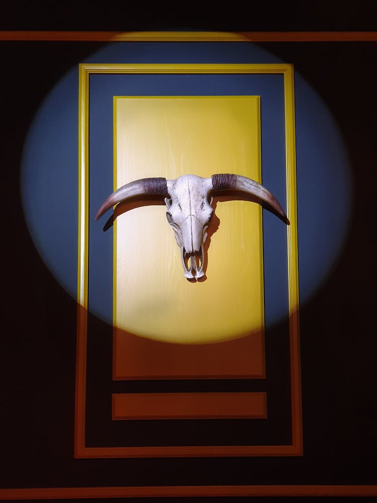 A Steer Skull Hanging On A Wall