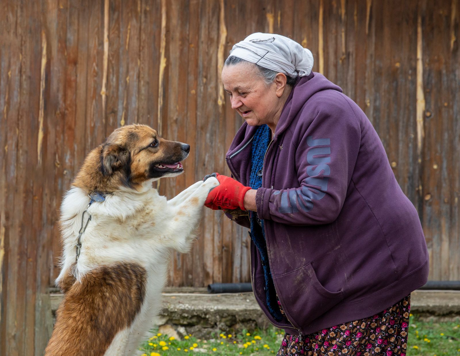 An older woman in a purple hoodie holding the paws of a fluffy dog standing up to greet her