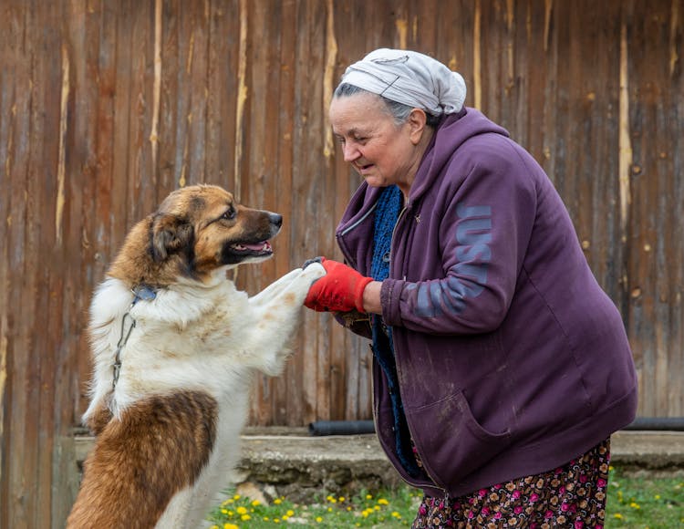 Photo Of A White And Brown Dog Greeting An Elderly Woman In A Purple Jacket