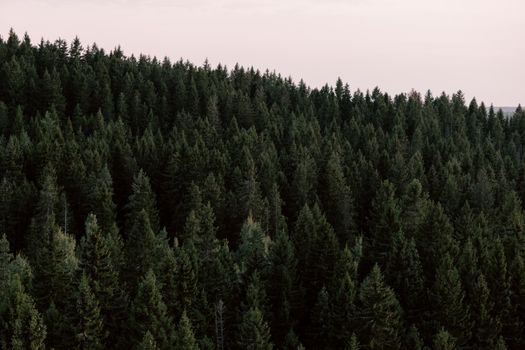 How to Effectively Donate to Environmental Nonprofits US