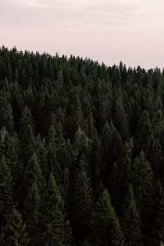 Stunning aerial photo of a dense evergreen forest under a dim evening sky, showcasing nature's beauty.