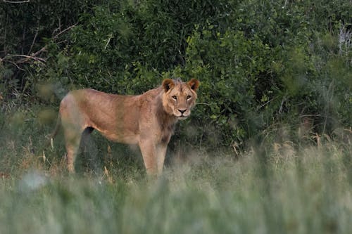 Selective Focus Photo of a Lioness Looking at the Camera