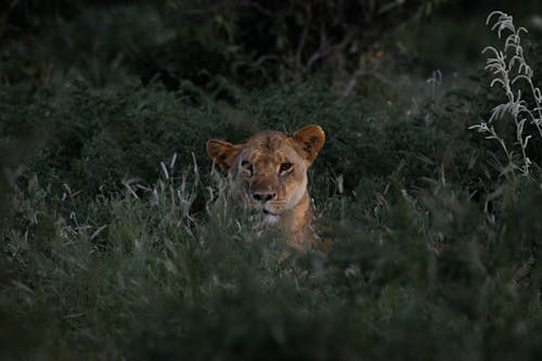 Free A Lioness Hiding in the Grass Stock Photo