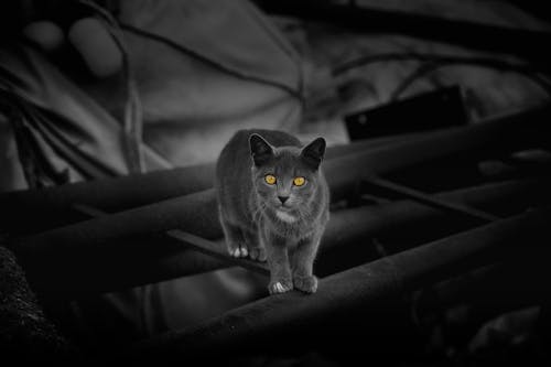 Photos gratuites de chat domestique, chat gris, chat noir