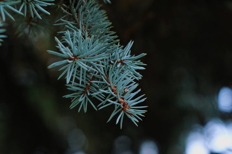 Close-up Of Spruce Needles