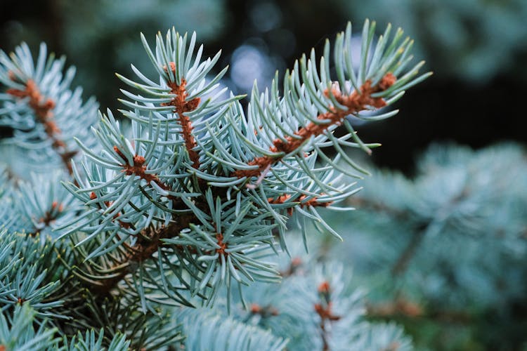 Blue Needles Of Spruce