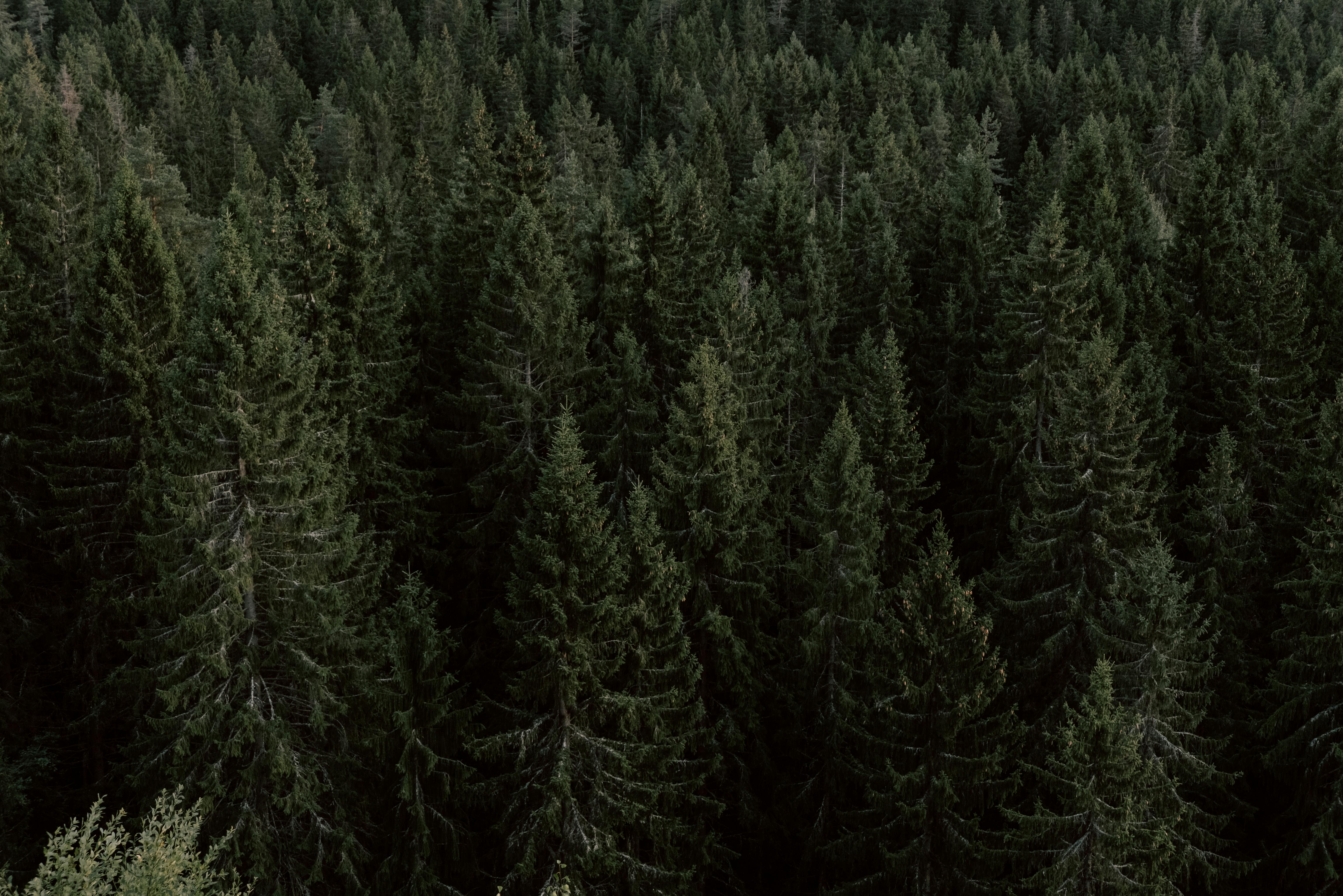 Forests of Fortune: Unlock 2026's Green Gold Rush with Reforestation & Carbon Credit Investments!
