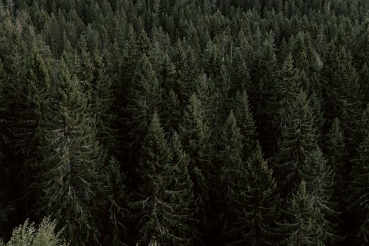Drone shot of a dense evergreen forest, capturing natural beauty.