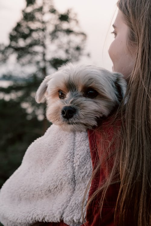 Free A Woman Carrying Her Maltese Pet Dog Stock Photo