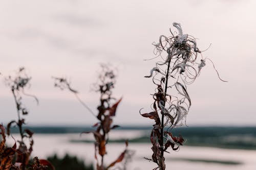 Δωρεάν στοκ φωτογραφιών με fireweed, αποξηραμένος, αυγή
