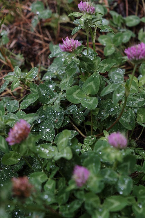 Blooming Red Clover Flowers