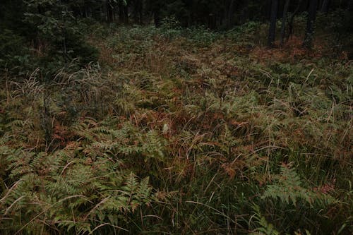 Fern Plants in Forest