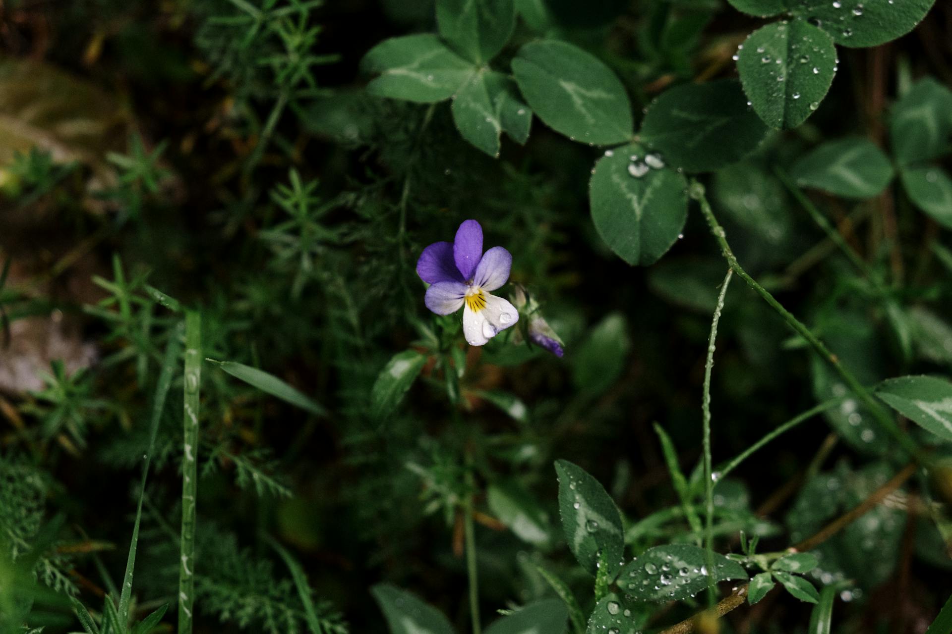 Single Pansy Flower with Water Droplets in Tilt Shift Lens