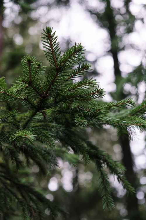 Pine Tree Zoom In A Close-Up Shot of a Pine Tree · Free Stock Photo