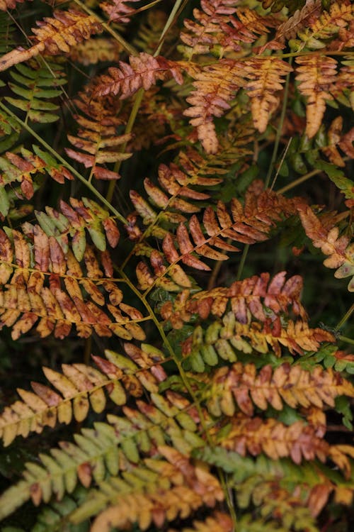 Close-Up Photo of Dry Fern Leaves