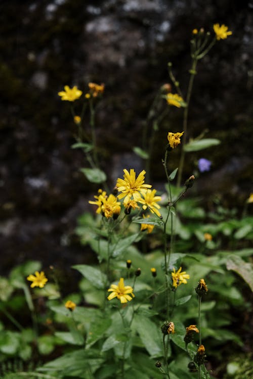 Shallow Focus Photo of a Blooming Yellow Flowers