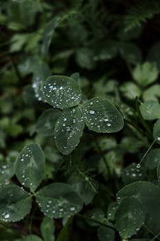 Close-up of dark green clover leaves with dew droplets, highlighting natural freshness.