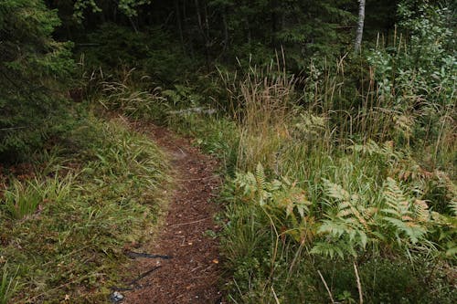 Kostenloses Stock Foto zu draußen, pflanzen, wald