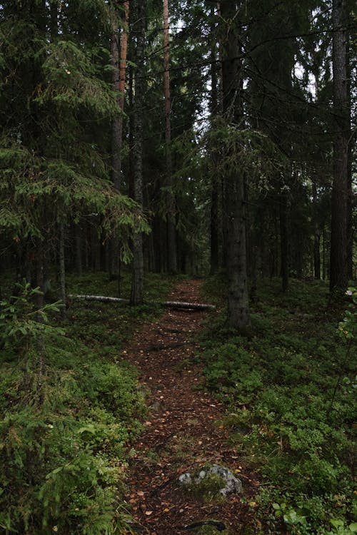 Ilmainen kuvapankkikuva tunnisteilla luonto, maastopolku, metsä