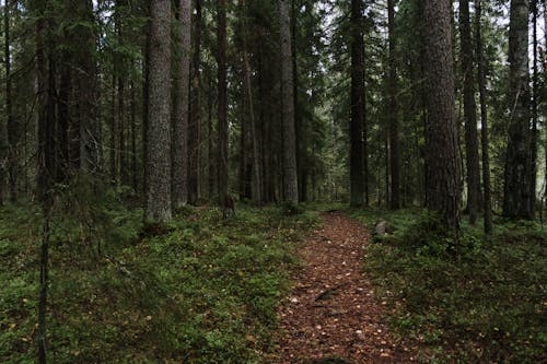 Pine Trees and Green Plants in Forest